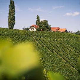 Weingut Leopold Dietrich