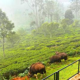 Prysm Homestay - Kotagiri、コタジリのホテル