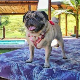 Villa Ayê Socorro SP - Pousada Petfriendly