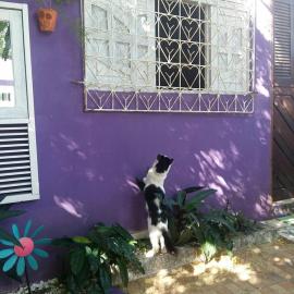 Hostel Margo House, hotel en Natal