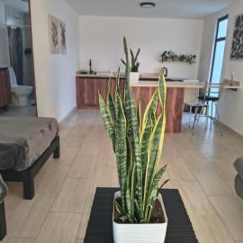 Estudio Lavanda