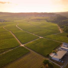 FERIENWOHNUNG in den Weinbergen WEINGUT SOHNS