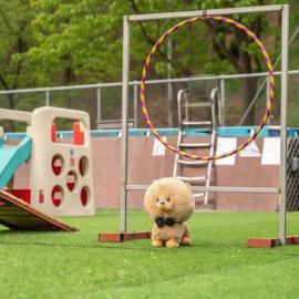 Chuncheon Dogandstay – hotel w mieście Chuncheon