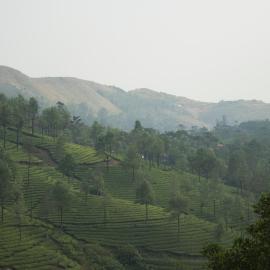 Golden Hillview Homestays