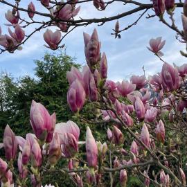 Haus Magnolia