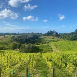 Stay on a cottage in a vineyard on Waiheke Island
