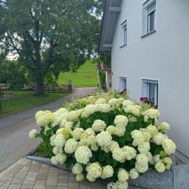 Viesnīca Landhaus Eichberger pilsētā Büchlberg