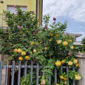 Casa delle Rose - sulla via per Assisi
