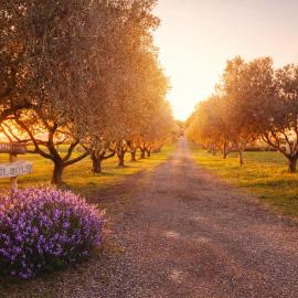 Agriturismo il Podere del Sole