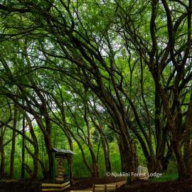 Njukiini Forest Lodge, hotell i Embu