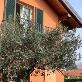 Bnbook Casa degli ulivi