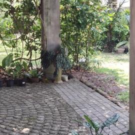 Garden Canopy in the Heart of the City