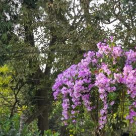 Aashiyana Residency Home Stay