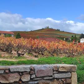 La Cazotte entre vignes et village