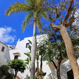 Sunny Oasis Amarilla Golf