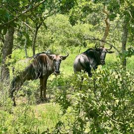 Syeta Bush Lodge - Wildebeest