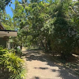Jungle Flower Town