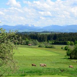 Kuh Heimat - Bergblick - Terrasse โรงแรมในBuchenberg