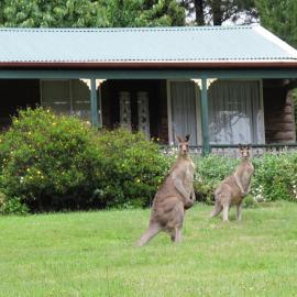 Cedar Lodge Cabins, hotel i Mount Victoria