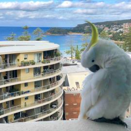Sunrise Beach Views & Jetcat to Sydney CBD