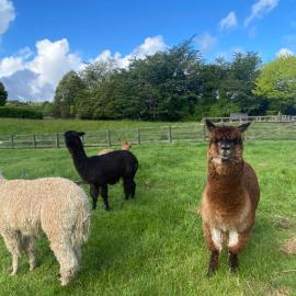 Alpaca Haven Farm