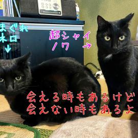 民宿とランチ大ちゃんち, hotel a Shimanto