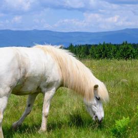 Carpathian cabin - Icelandic horses - Hestur Ivo, хотел в Izvoare