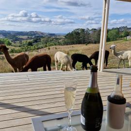 HavenRidge Alpaca Glamping Cabins, hotel a Kaiwaka