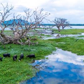 Lake Edge Resort, hotel Hambantotában