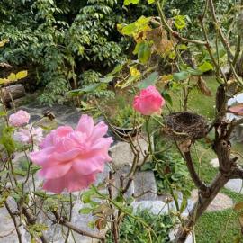 Appartamento LA ROSA