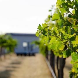 Hounds Run Vineyard - Tiny House in the Grampians，Great Western的飯店
