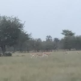 Viesnīca Paradise Nature Tented Camp pilsētā Grootfontein
