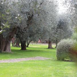 Isola degli Ulivi