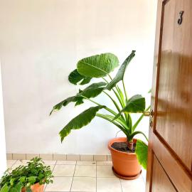 Hostal Urbano, hotel in Tarija