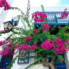 The Balcony Of Bougainvillea
