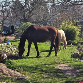 La petite ferme de Fine