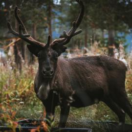 Reindeer Lodge, hotel i Jukkasjärvi