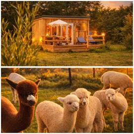 Dartmoor Reach Alpaca Farm, Hotel in Bovey Tracey