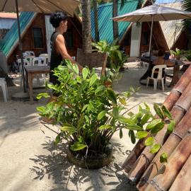 Sea Breeze Camp, hotel sa Siquijor