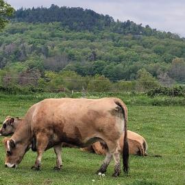 Un petit nid à la campagne
