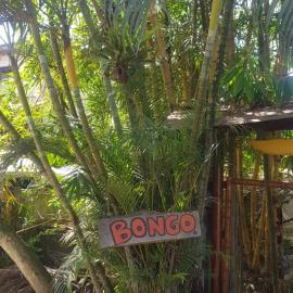 Bongosurfcamp, hotel em Mompiche