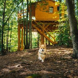Treehouse Vtáčikovo, hotel in Kežmarok