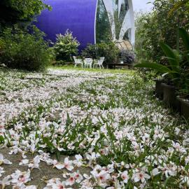 Maison-Philo Homestay B & B, מלון בסאני