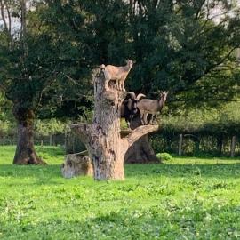 Gîte à la ferme - Activités à la ferme - Vue sur les animaux