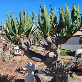 Family Retreat close to the beach, hotel in Hentiesbaai