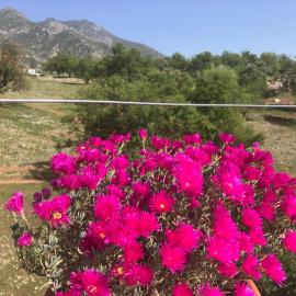 La cala 6