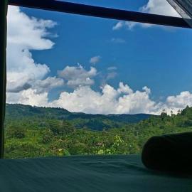 Rainforest Hide View