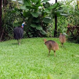 Birdwatcher's Oasis - Tiny Home - Cassowary