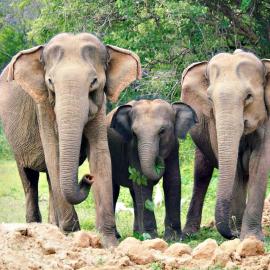 Yala Queens Resort & Safari Place