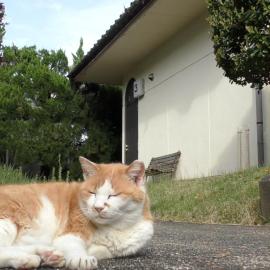 Tabi No Yado Harusame, hotel Kumanóban